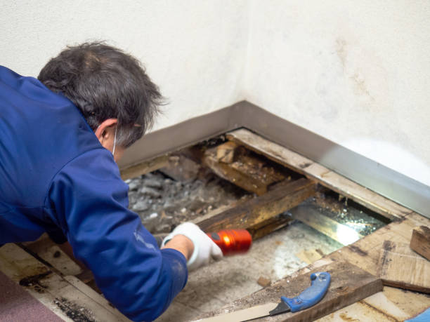 Mold Removal Process in Trenton, MO