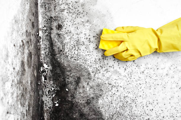 Best Mold Removal Process  in Trenton, MO