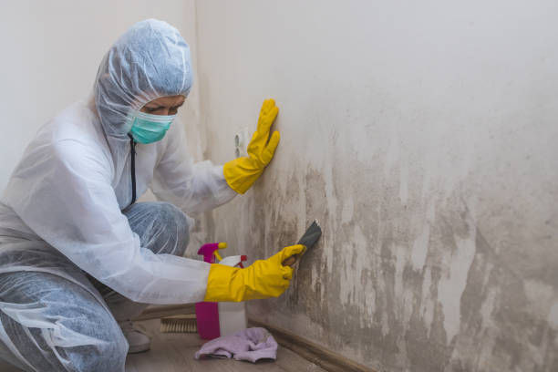 Best Commercial Mold Removal  in Trenton, MO