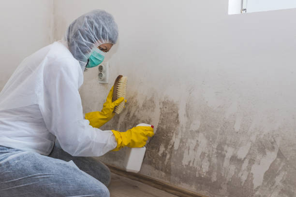Best Mold Remediation  in Trenton, MO