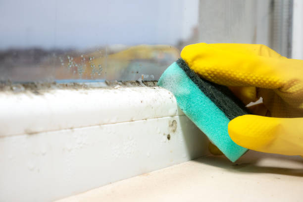 Best Attic Mold Removal  in Trenton, MO