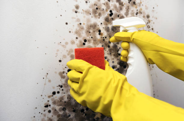 Best Home Mold Removal  in Trenton, MO