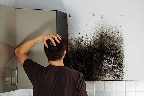Mold Removal and Inspection in Trenton, MO
